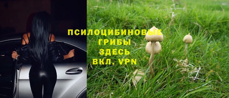 Псилоцибиновые грибы Psilocybine cubensis  Белоозёрский 